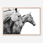 Shop Grey Horses Photo Art Print a photography wall art print from The Print Emporium wall artwork collection - Buy Australian made fine art poster and framed prints for the home and your interior decor room, TPE-498-AP
