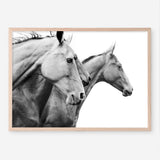 Shop Grey Horses Photo Art Print a photography wall art print from The Print Emporium wall artwork collection - Buy Australian made fine art poster and framed prints for the home and your interior decor room, TPE-498-AP