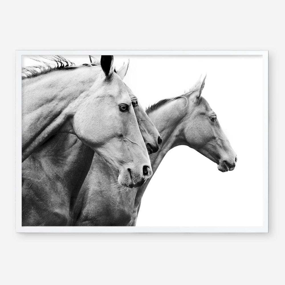 Shop Grey Horses Photo Art Print a photography wall art print from The Print Emporium wall artwork collection - Buy Australian made fine art poster and framed prints for the home and your interior decor room, TPE-498-AP