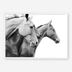 Shop Grey Horses Photo Art Print a photography wall art print from The Print Emporium wall artwork collection - Buy Australian made fine art poster and framed prints for the home and your interior decor room, TPE-498-AP