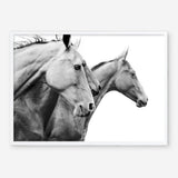 Shop Grey Horses Photo Art Print a photography wall art print from The Print Emporium wall artwork collection - Buy Australian made fine art poster and framed prints for the home and your interior decor room, TPE-498-AP