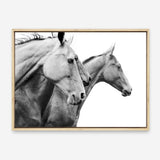 Shop Grey Horses Photo Canvas Print a photography framed stretched canvas print from The Print Emporium wall artwork collection - Buy Australian made prints for the home and your interior decor space, TPE-498-CA-35X46-NF