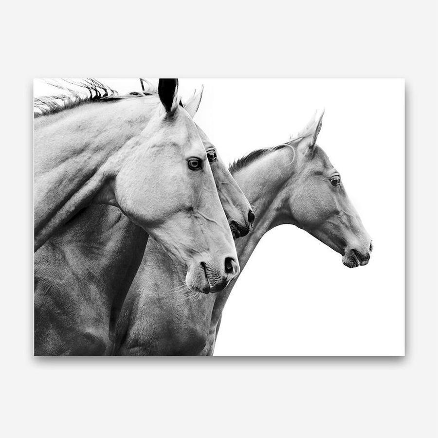 Shop Grey Horses Photo Canvas Print a photography framed stretched canvas print from The Print Emporium wall artwork collection - Buy Australian made prints for the home and your interior decor space, TPE-498-CA-35X46-NF