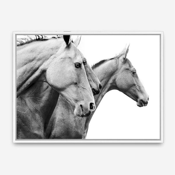 Shop Grey Horses Photo Canvas Print a photography framed stretched canvas print from The Print Emporium wall artwork collection - Buy Australian made prints for the home and your interior decor space, TPE-498-CA-35X46-NF