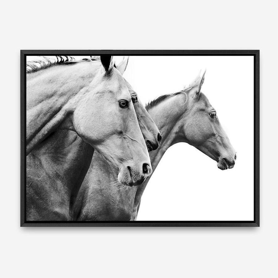 Shop Grey Horses Photo Canvas Print a photography framed stretched canvas print from The Print Emporium wall artwork collection - Buy Australian made prints for the home and your interior decor space, TPE-498-CA-35X46-NF