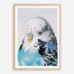 Shop Henry The Budgerigar Art Print a painted bird themed wall art print from The Print Emporium wall artwork collection - Buy Australian made fine art painting style poster and framed prints for the home and your interior decor room, TPE-177-AP