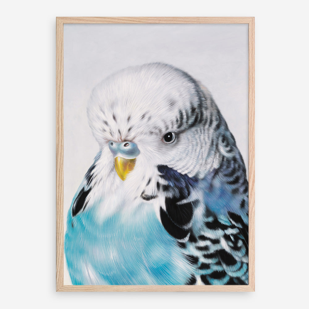 Shop Henry The Budgerigar Art Print a painted bird themed wall art print from The Print Emporium wall artwork collection - Buy Australian made fine art painting style poster and framed prints for the home and your interior decor room, TPE-177-AP