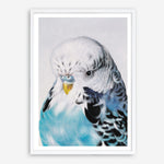 Shop Henry The Budgerigar Art Print a painted bird themed wall art print from The Print Emporium wall artwork collection - Buy Australian made fine art painting style poster and framed prints for the home and your interior decor room, TPE-177-AP