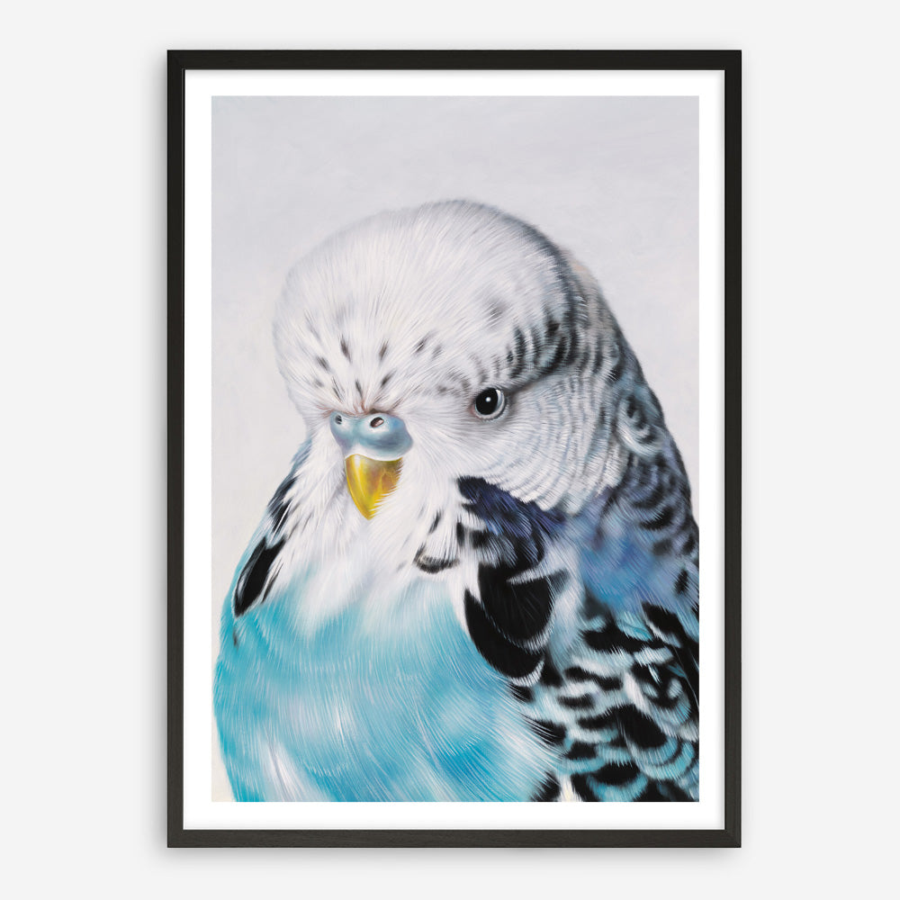 Shop Henry The Budgerigar Art Print a painted bird themed wall art print from The Print Emporium wall artwork collection - Buy Australian made fine art painting style poster and framed prints for the home and your interior decor room, TPE-177-AP