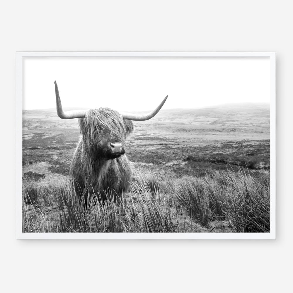 Shop Highland Cow B&W Photo Art Print a photography wall art print from The Print Emporium wall artwork collection - Buy Australian made fine art poster and framed prints for the home and your interior decor room, TPE-488-AP