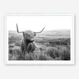 Shop Highland Cow B&W Photo Art Print a photography wall art print from The Print Emporium wall artwork collection - Buy Australian made fine art poster and framed prints for the home and your interior decor room, TPE-488-AP