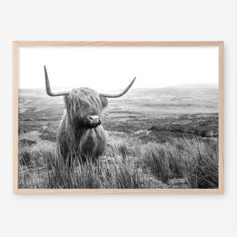 Shop Highland Cow B&W Photo Art Print a photography wall art print from The Print Emporium wall artwork collection - Buy Australian made fine art poster and framed prints for the home and your interior decor room, TPE-488-AP