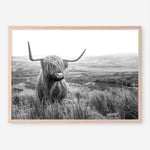 Shop Highland Cow B&W Photo Art Print a photography wall art print from The Print Emporium wall artwork collection - Buy Australian made fine art poster and framed prints for the home and your interior decor room, TPE-488-AP