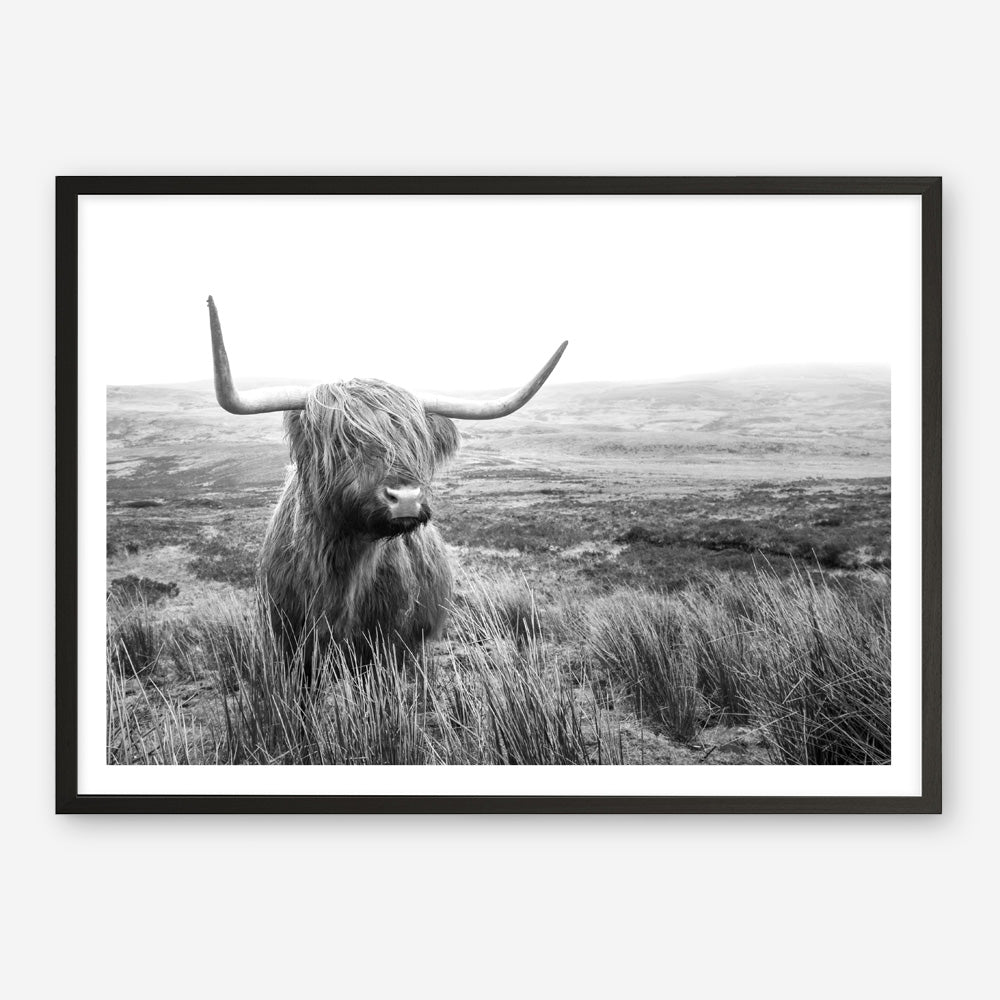 Shop Highland Cow B&W Photo Art Print a photography wall art print from The Print Emporium wall artwork collection - Buy Australian made fine art poster and framed prints for the home and your interior decor room, TPE-488-AP