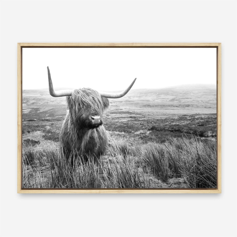 Shop Highland Cow B&W Photo Canvas Print a photography framed stretched canvas print from The Print Emporium wall artwork collection - Buy Australian made prints for the home and your interior decor space, TPE-488-CA-35X46-NF