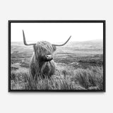 Shop Highland Cow B&W Photo Canvas Print a photography framed stretched canvas print from The Print Emporium wall artwork collection - Buy Australian made prints for the home and your interior decor space, TPE-488-CA-35X46-NF