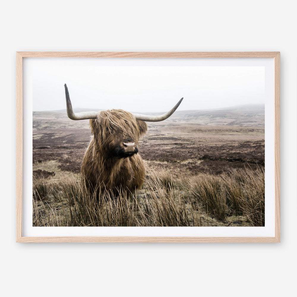Shop Highland Cow I Photo Art Print a photography wall art print from The Print Emporium wall artwork collection - Buy Australian made fine art poster and framed prints for the home and your interior decor room, TPE-082-AP