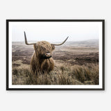 Shop Highland Cow I Photo Art Print a photography wall art print from The Print Emporium wall artwork collection - Buy Australian made fine art poster and framed prints for the home and your interior decor room, TPE-082-AP