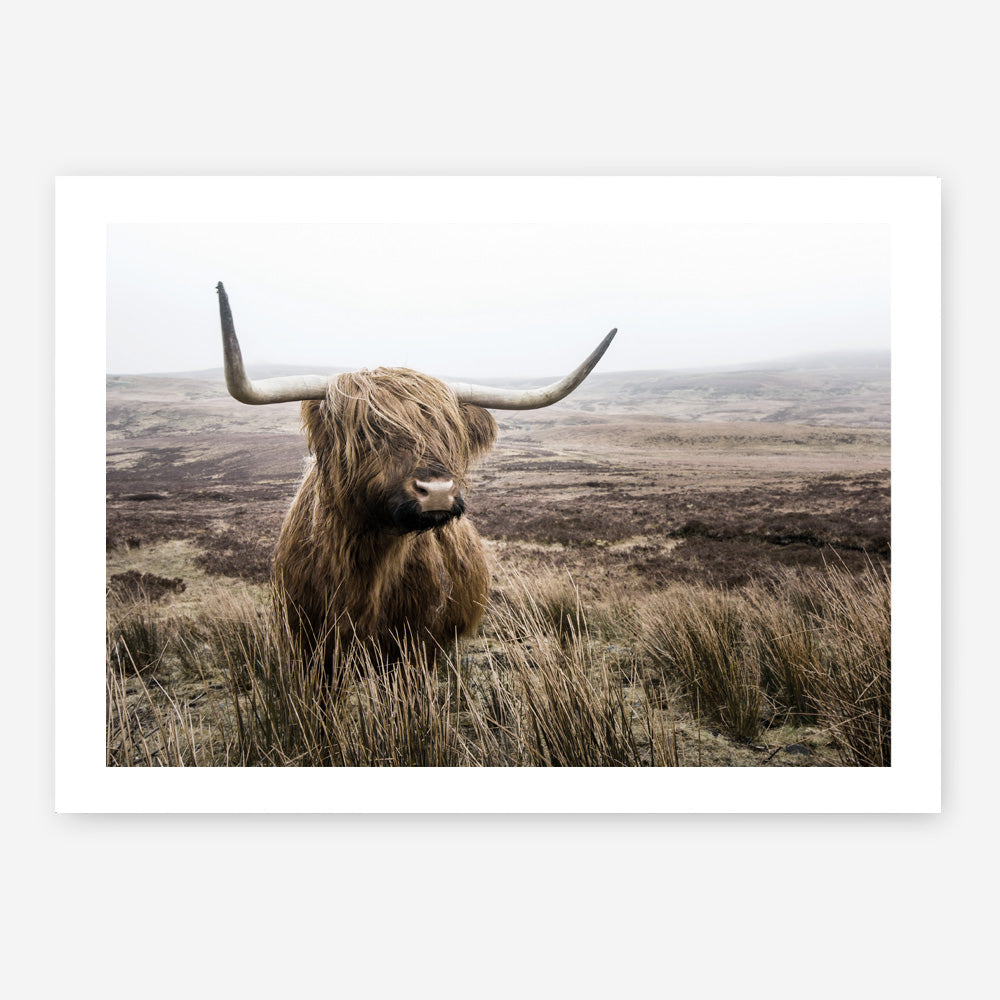 Shop Highland Cow I Photo Art Print a photography wall art print from The Print Emporium wall artwork collection - Buy Australian made fine art poster and framed prints for the home and your interior decor room, TPE-082-AP