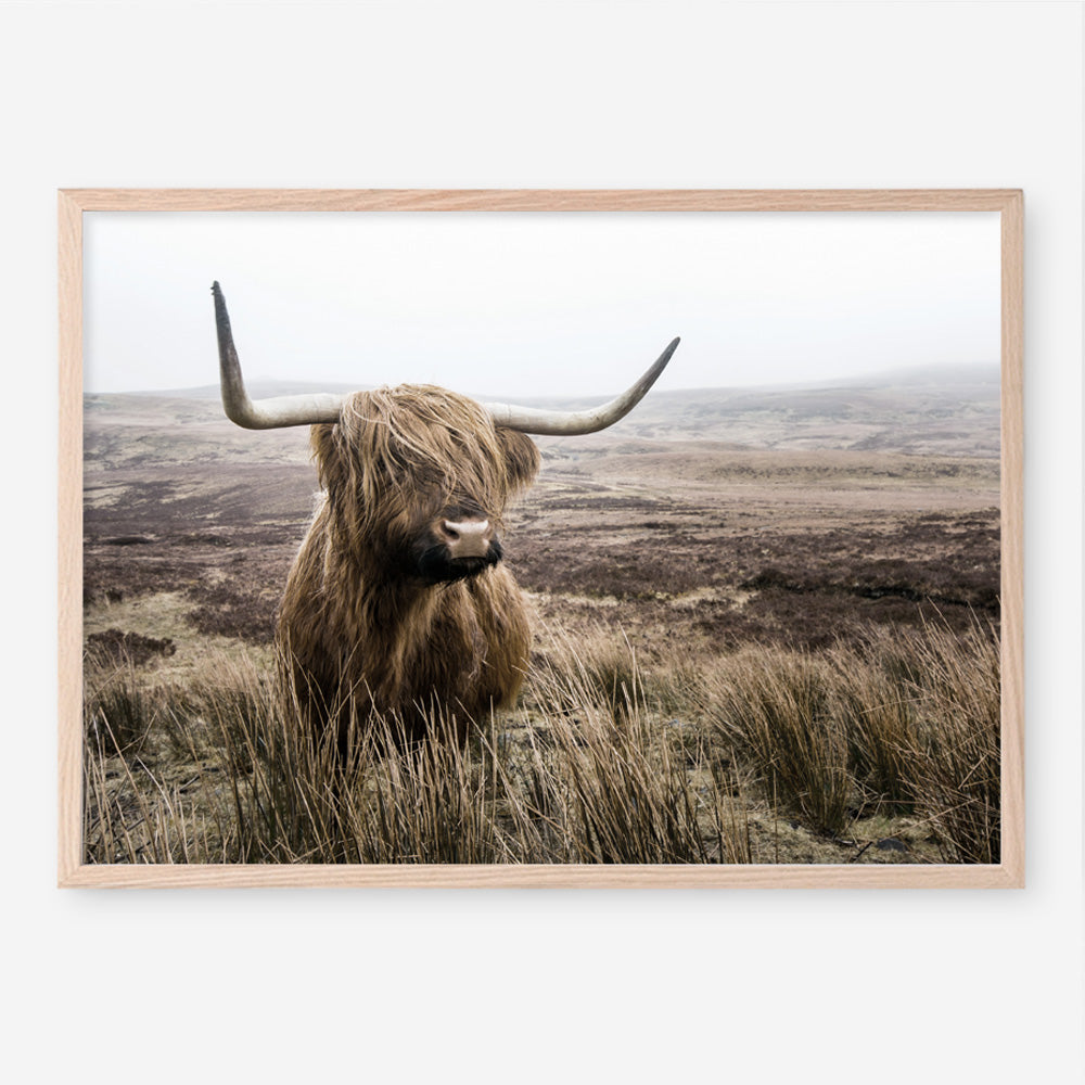 Shop Highland Cow I Photo Art Print a photography wall art print from The Print Emporium wall artwork collection - Buy Australian made fine art poster and framed prints for the home and your interior decor room, TPE-082-AP