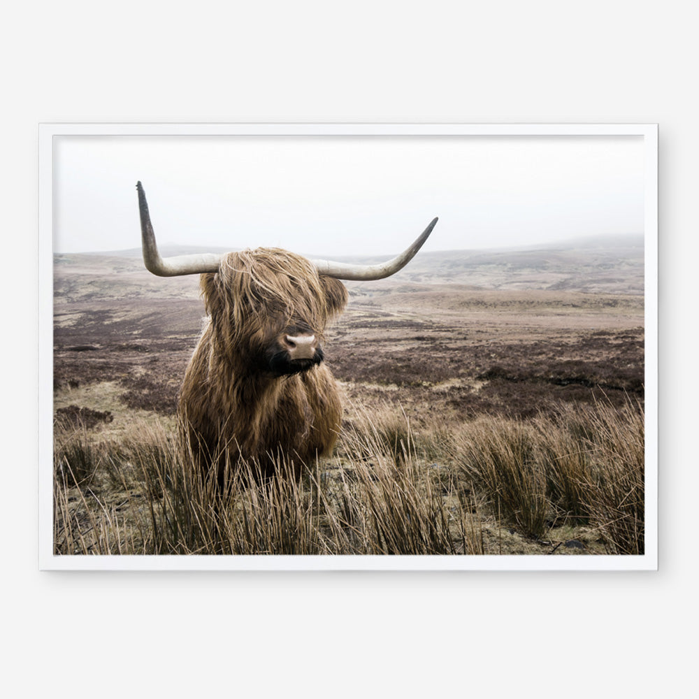 Shop Highland Cow I Photo Art Print a photography wall art print from The Print Emporium wall artwork collection - Buy Australian made fine art poster and framed prints for the home and your interior decor room, TPE-082-AP