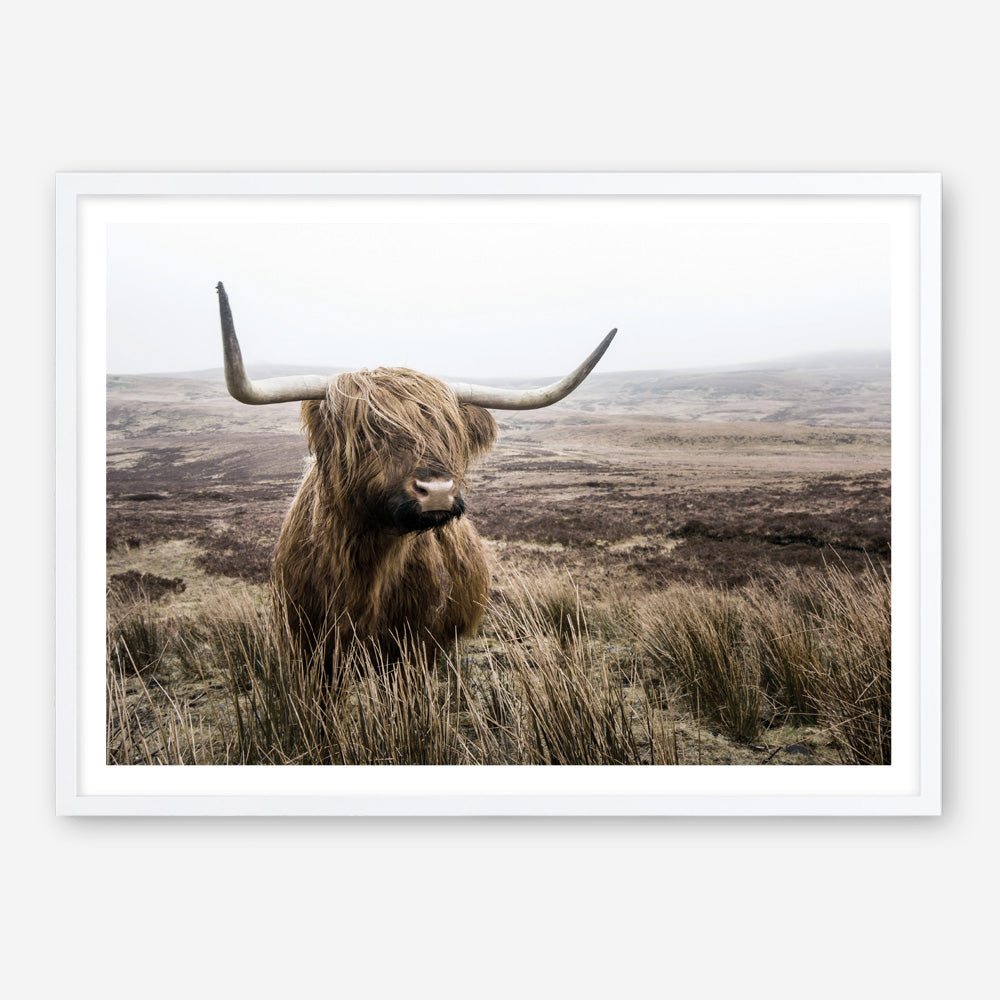 Shop Highland Cow I Photo Art Print a photography wall art print from The Print Emporium wall artwork collection - Buy Australian made fine art poster and framed prints for the home and your interior decor room, TPE-082-AP
