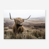 Shop Highland Cow I Photo Art Print a photography wall art print from The Print Emporium wall artwork collection - Buy Australian made fine art poster and framed prints for the home and your interior decor room, TPE-082-AP
