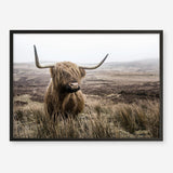 Shop Highland Cow I Photo Art Print a photography wall art print from The Print Emporium wall artwork collection - Buy Australian made fine art poster and framed prints for the home and your interior decor room, TPE-082-AP