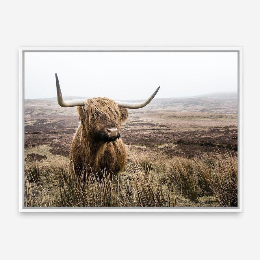 Shop Highland Cow I Photo Canvas Print a photography framed stretched canvas print from The Print Emporium wall artwork collection - Buy Australian made prints for the home and your interior decor space, TPE-082-CA-35X46-NF
