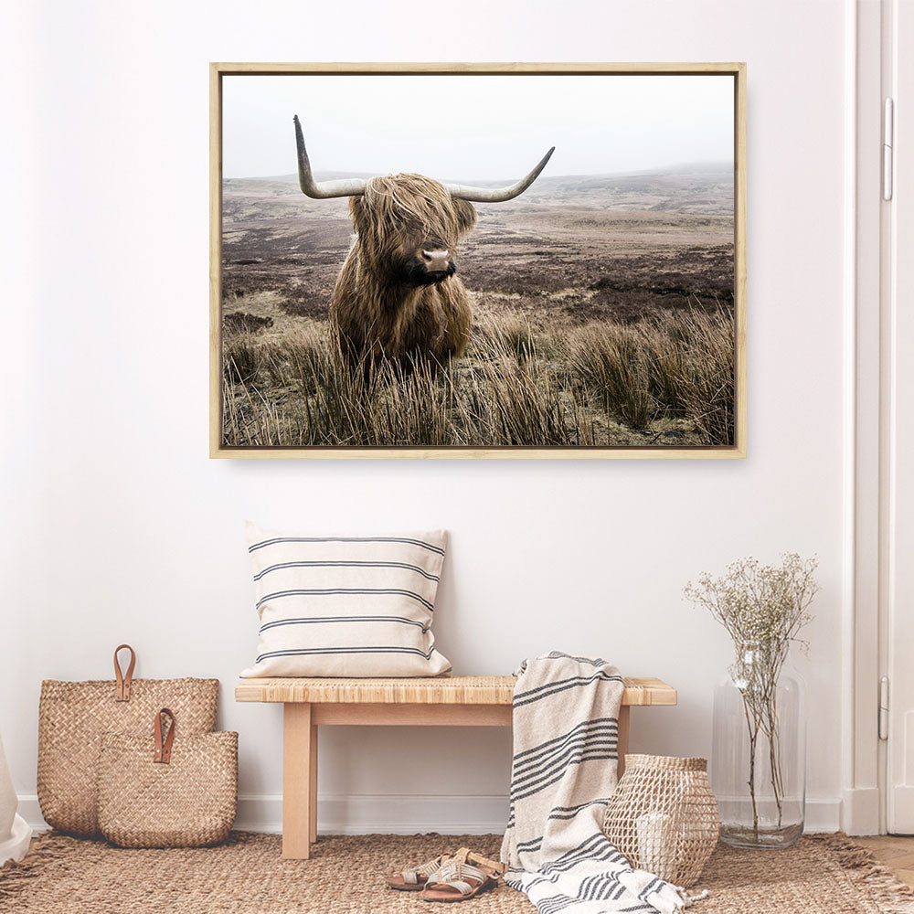 Shop Highland Cow I Photo Canvas Print a photography framed stretched canvas print from The Print Emporium wall artwork collection - Buy Australian made prints for the home and your interior decor space, TPE-082-CA-35X46-NF