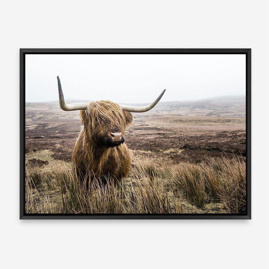 Shop Highland Cow I Photo Canvas Print a photography framed stretched canvas print from The Print Emporium wall artwork collection - Buy Australian made prints for the home and your interior decor space, TPE-082-CA-35X46-NF