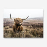 Shop Highland Cow I Photo Canvas Print a photography framed stretched canvas print from The Print Emporium wall artwork collection - Buy Australian made prints for the home and your interior decor space, TPE-082-CA-35X46-NF