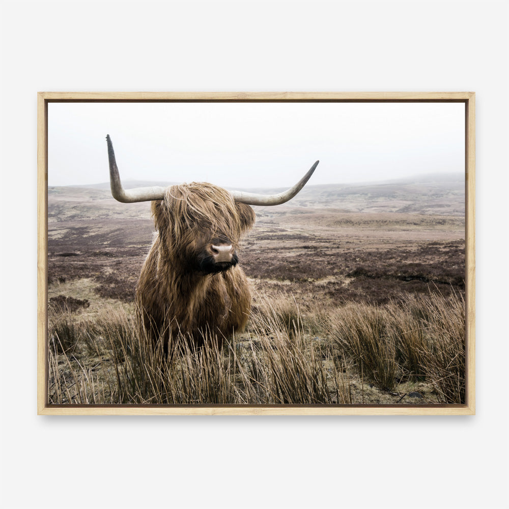 Shop Highland Cow I Photo Canvas Print a photography framed stretched canvas print from The Print Emporium wall artwork collection - Buy Australian made prints for the home and your interior decor space, TPE-082-CA-35X46-NF