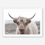 Shop Highland Cow II Photo Art Print a photography wall art print from The Print Emporium wall artwork collection - Buy Australian made fine art poster and framed prints for the home and your interior decor room, TPE-305-AP