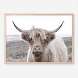 Shop Highland Cow II Photo Art Print a photography wall art print from The Print Emporium wall artwork collection - Buy Australian made fine art poster and framed prints for the home and your interior decor room, TPE-305-AP