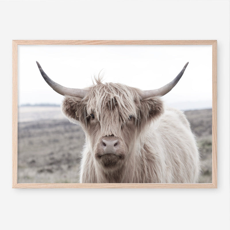 Buy Highland Cow II Photo Art Print The Print Emporium®