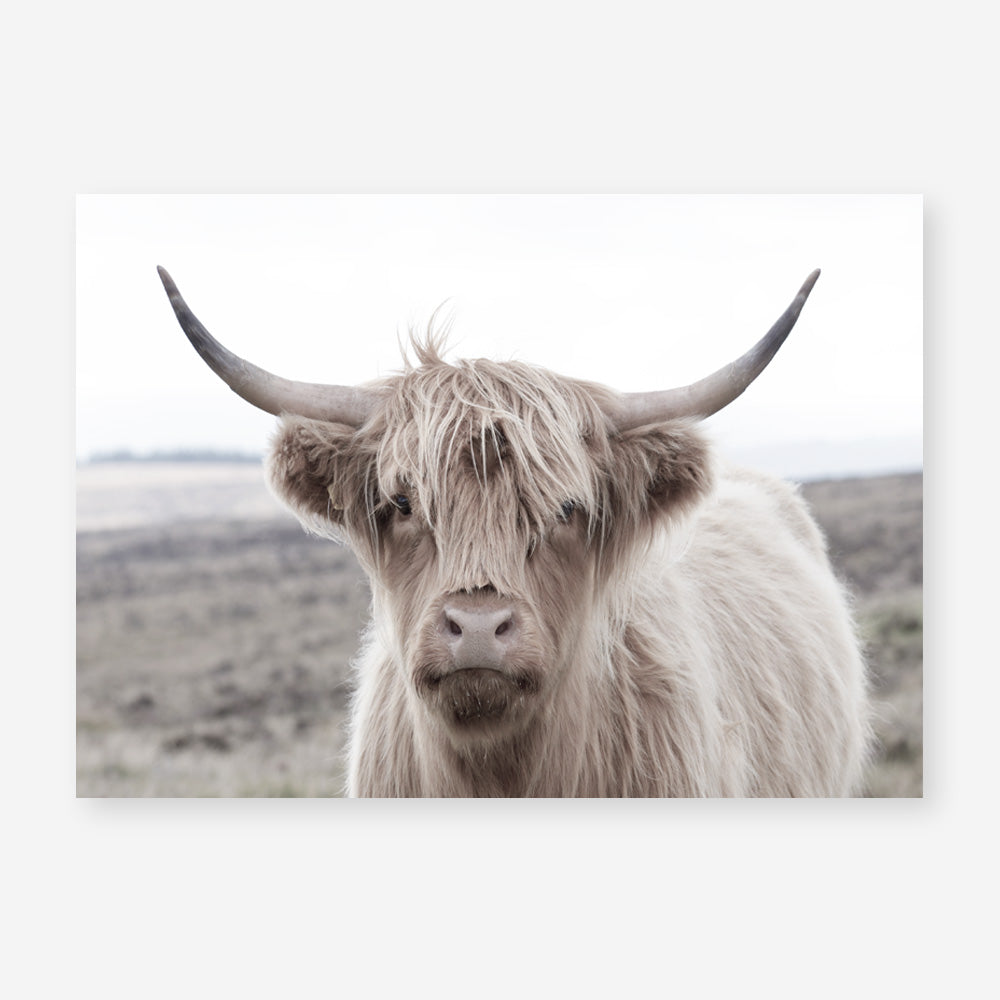 Shop Highland Cow II Photo Art Print a photography wall art print from The Print Emporium wall artwork collection - Buy Australian made fine art poster and framed prints for the home and your interior decor room, TPE-305-AP