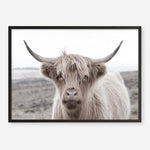 Shop Highland Cow II Photo Art Print a photography wall art print from The Print Emporium wall artwork collection - Buy Australian made fine art poster and framed prints for the home and your interior decor room, TPE-305-AP