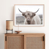 Shop Highland Cow II Photo Art Print a photography wall art print from The Print Emporium wall artwork collection - Buy Australian made fine art poster and framed prints for the home and your interior decor room, TPE-305-AP