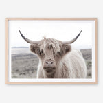 Shop Highland Cow II Photo Art Print a photography wall art print from The Print Emporium wall artwork collection - Buy Australian made fine art poster and framed prints for the home and your interior decor room, TPE-305-AP
