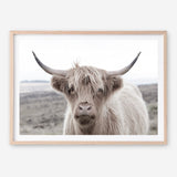 Shop Highland Cow II Photo Art Print a photography wall art print from The Print Emporium wall artwork collection - Buy Australian made fine art poster and framed prints for the home and your interior decor room, TPE-305-AP