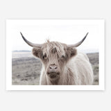 Shop Highland Cow II Photo Art Print a photography wall art print from The Print Emporium wall artwork collection - Buy Australian made fine art poster and framed prints for the home and your interior decor room, TPE-305-AP