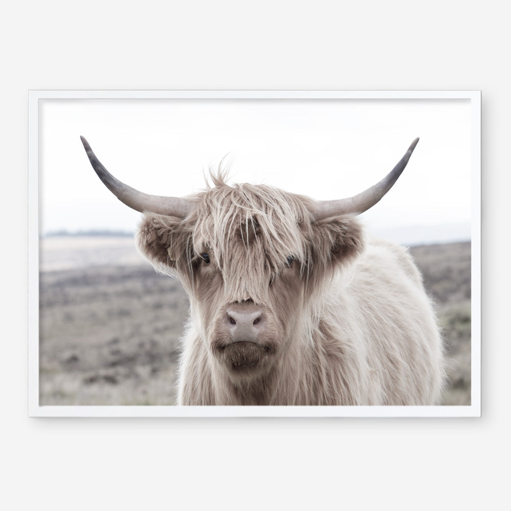 Shop Highland Cow II Photo Art Print a photography wall art print from The Print Emporium wall artwork collection - Buy Australian made fine art poster and framed prints for the home and your interior decor room, TPE-305-AP