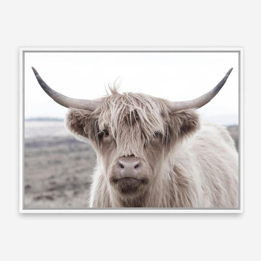 Shop Highland Cow II Photo Canvas Print a photography framed stretched canvas print from The Print Emporium wall artwork collection - Buy Australian made prints for the home and your interior decor space, TPE-305-CA-35X46-NF