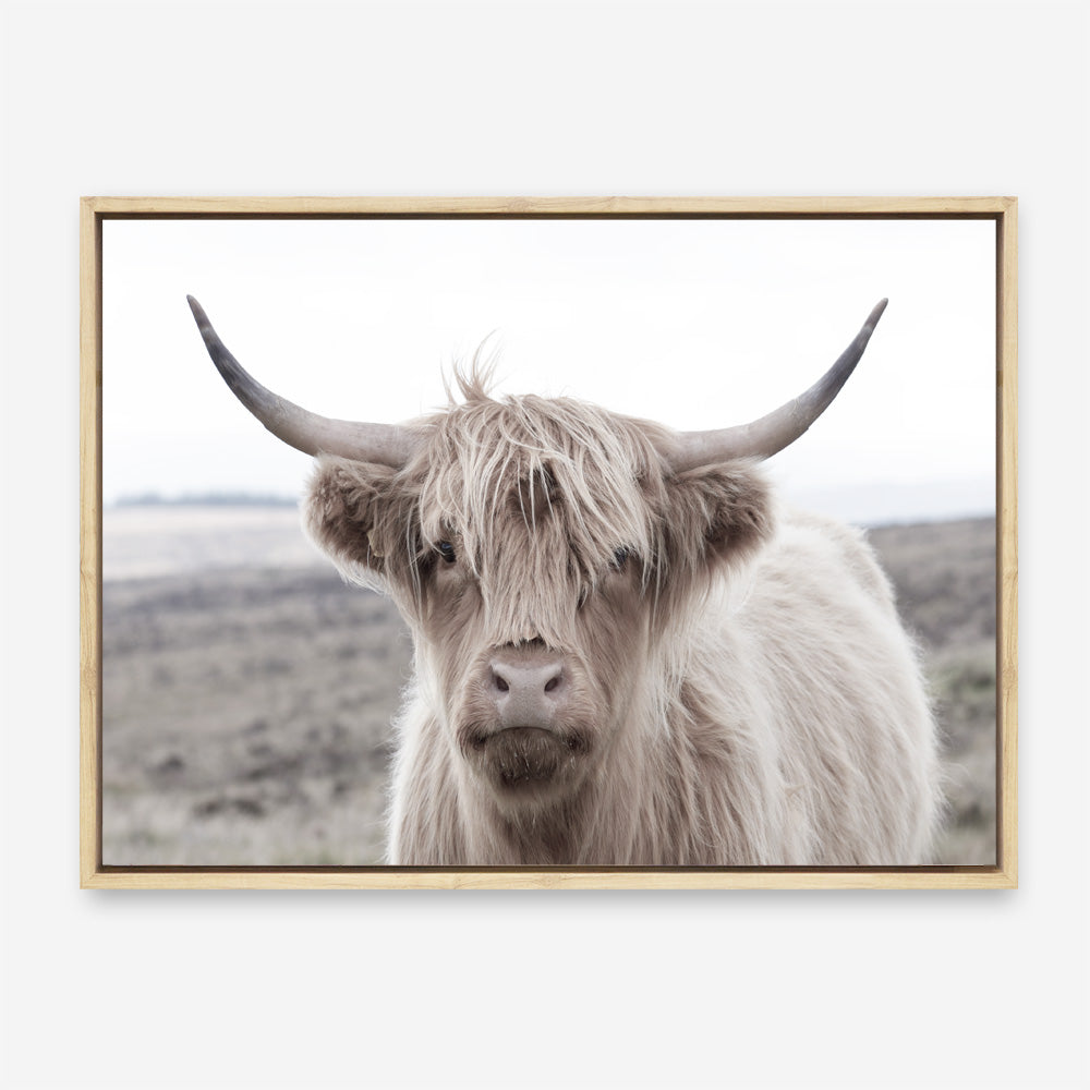 Shop Highland Cow II Photo Canvas Print a photography framed stretched canvas print from The Print Emporium wall artwork collection - Buy Australian made prints for the home and your interior decor space, TPE-305-CA-35X46-NF