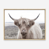 Shop Highland Cow II Photo Canvas Print a photography framed stretched canvas print from The Print Emporium wall artwork collection - Buy Australian made prints for the home and your interior decor space, TPE-305-CA-35X46-NF