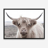 Shop Highland Cow II Photo Canvas Print a photography framed stretched canvas print from The Print Emporium wall artwork collection - Buy Australian made prints for the home and your interior decor space, TPE-305-CA-35X46-NF