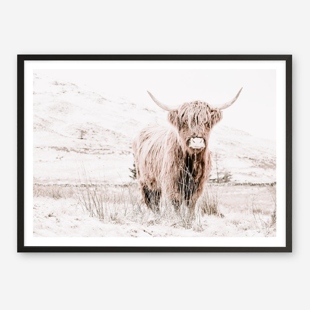Shop Highland Cow III Photo Art Print a photography wall art print from The Print Emporium wall artwork collection - Buy Australian made fine art poster and framed prints for the home and your interior decor room, TPE-551-AP