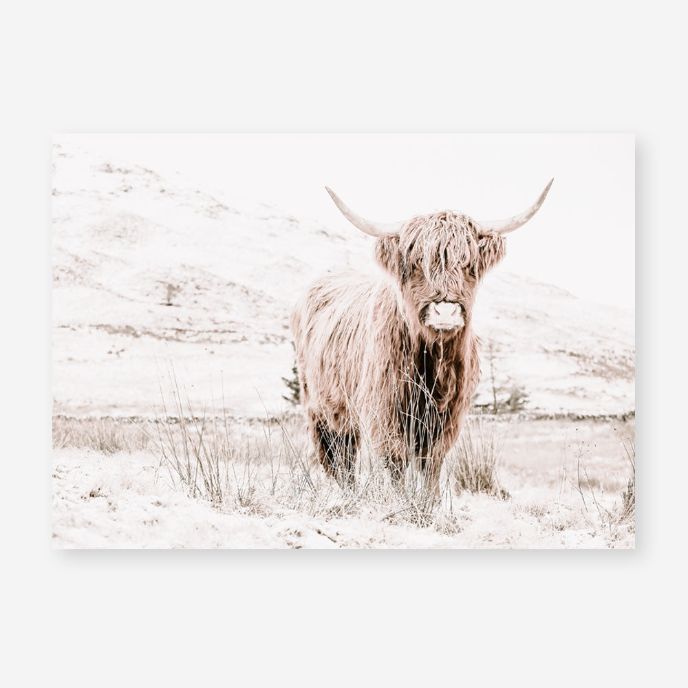 Shop Highland Cow III Photo Art Print a photography wall art print from The Print Emporium wall artwork collection - Buy Australian made fine art poster and framed prints for the home and your interior decor room, TPE-551-AP