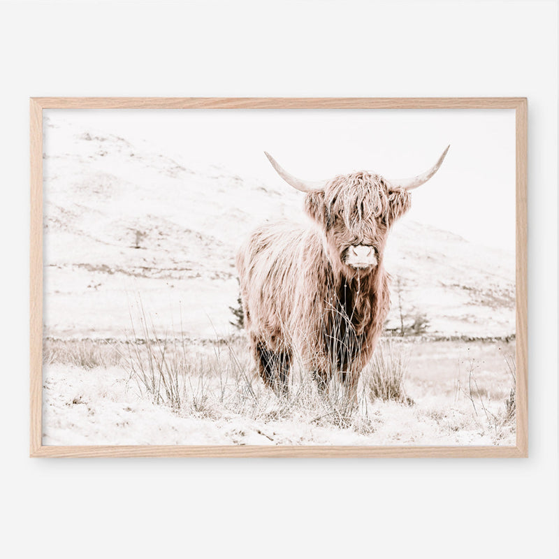 Shop Highland Cow III Photo Art Print a photography wall art print from The Print Emporium wall artwork collection - Buy Australian made fine art poster and framed prints for the home and your interior decor room, TPE-551-AP